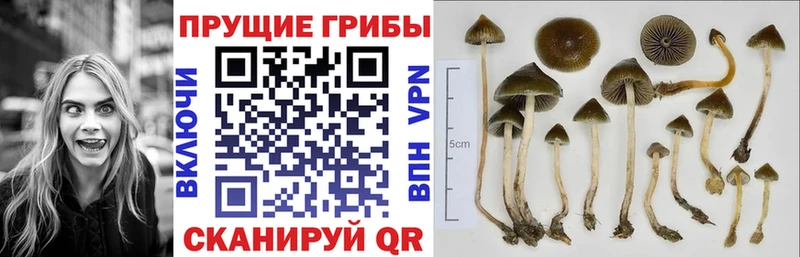 цены   Обнинск  Галлюциногенные грибы прущие грибы 